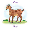 Animals Around Us Class 1 Notes EVS