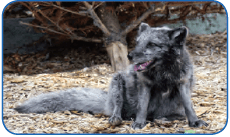 Arctic fox in spring and summer