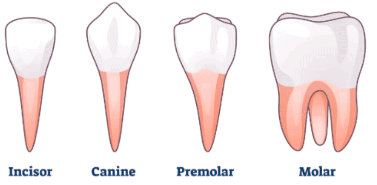 Teeth and Digestive System Chapter Notes | Science for Class 4