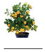 Plants Around Us - 1 Class 1 Worksheet Science