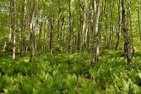 Forest and Wildlife - 1 Class 4 Worksheet SST