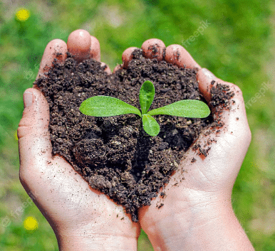 Class 2 Plants Around Us - CBSE Worksheets- 2 Solutions