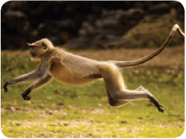 Monkey