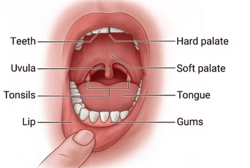 Class 4 Science - Digestive System - CBSE Worksheets Solutions - 1