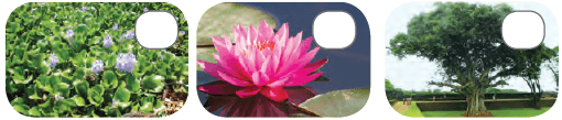 Class 4 Science - Adaptations in Plants - CBSE Worksheets - 1