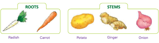 Food from Plants Class 1 Notes Science
