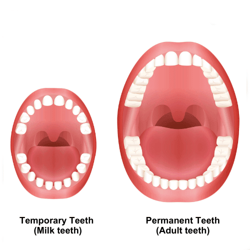 Teeth and Digestive System Chapter Notes | Science for Class 4