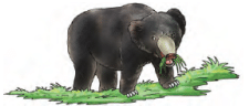Animals in the Wild Class 2 Notes Science