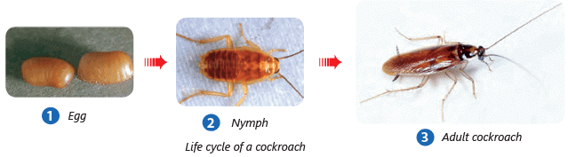 Reproduction in Animals Class 4 Notes Science