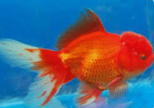 Reproduction in Animals - 1 Class 4 Worksheet Science