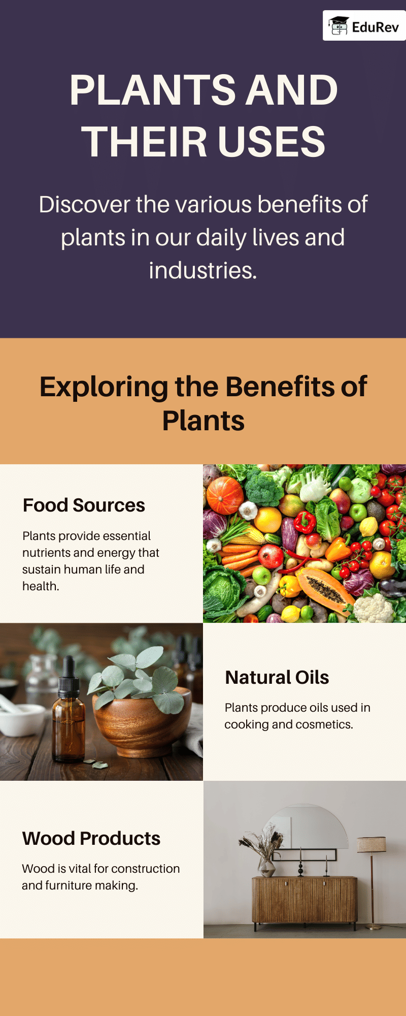 Poster: Uses of Plants | Mathematics for Class 2 (Joyful-Mathematics)
