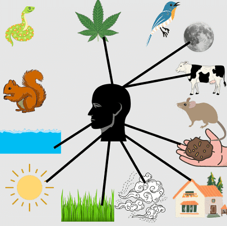 Worksheet Solutions: Web of Life - 2 | EVS for Class 3