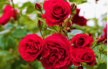 NCERT Solutions for Class 3 English Unit 1 - The Magic Garden