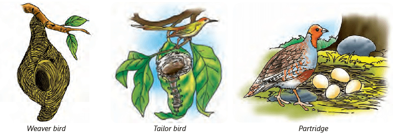 Birds: Food and More Class 3 Notes Science