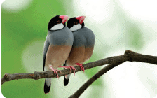 Birds