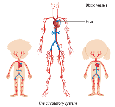 Respiratory and Circulatory Systems Chapter Notes | Science for Class 4