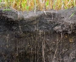 Soils of India - 1 Class 4 Worksheet SST