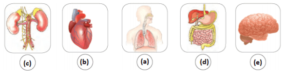 Class 3 Science - Human Body Organ Systems - CBSE Worksheets Solutions