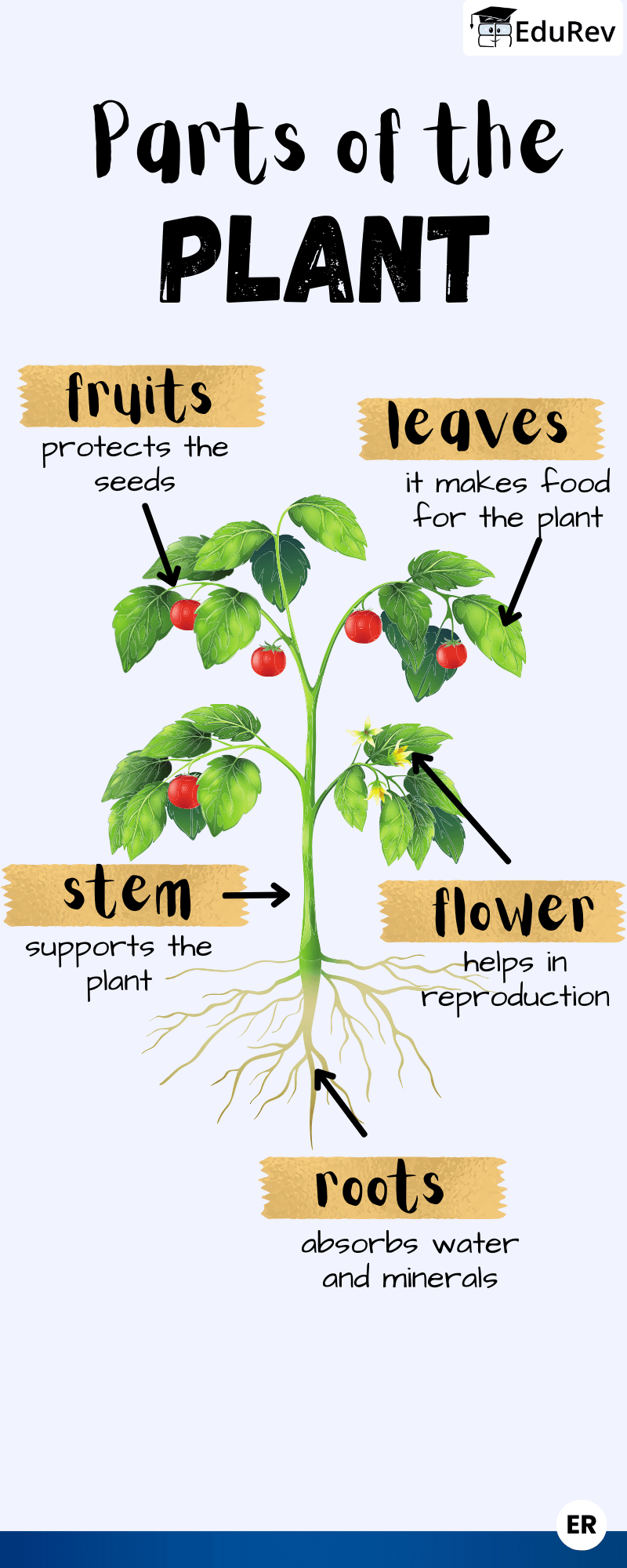 Learn at a Glance: Parts of Plants | EVS for Class 1