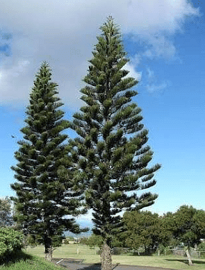 Plants Around Us - 2 Class 1 Worksheet Science