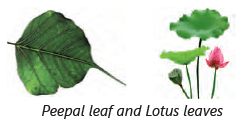 Parts of a Plant Class 3 Notes Science