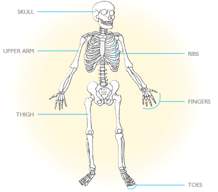 Bones, Muscles and Postures Class 2 Notes Science
