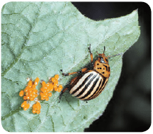 Colorado Potato Beetle lays eggs on the underside of leaves