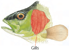 Living and Non-Living Things Class 3 Notes Science