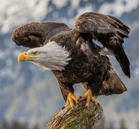 Animals in the Wild - 2 Class 2 Worksheet Science