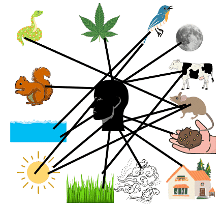 Worksheet Solutions: Web of Life - 2 | EVS for Class 3