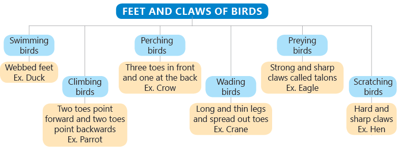 Birds: Food and More Class 3 Notes Science