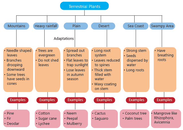 Adaptations in Plants Class 4 Notes Science