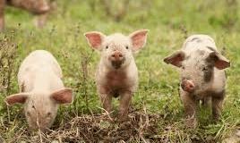 NCERT Solutions for Class 1 English Marigold Unit 1 - Three Little Pigs