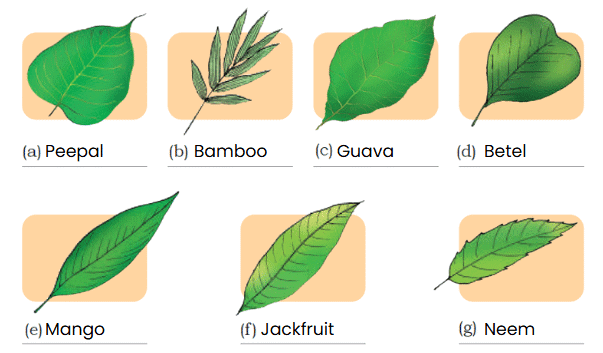 NCERT Solutions for Class 4 EVS Chapter 3 - Nature Trail