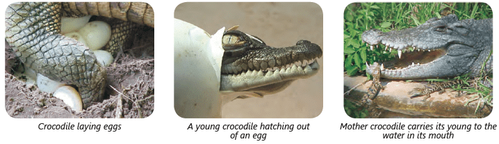 Reproduction in Animals Class 4 Notes Science