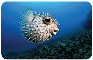 Puff fish with spines