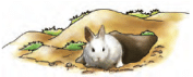 Animals in the Wild Class 2 Notes Science