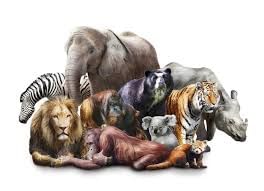 Reproduction in Animals - 2 Class 4 Worksheet Science