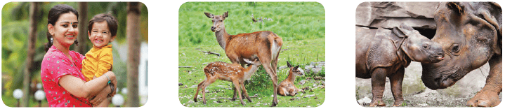 Mammals reproduce by giving birth to babies.