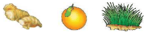 Food from Plants - 1 Class 1 Worksheet Science