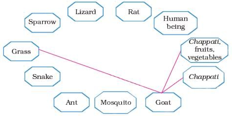 Our Friends – Animals NCERT Solutions | EVS for Class 3