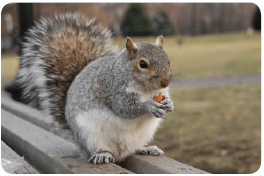 Squirrel