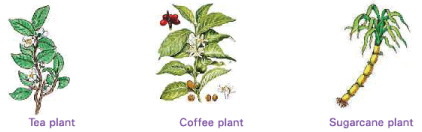 Food from Plants Class 1 Notes Science