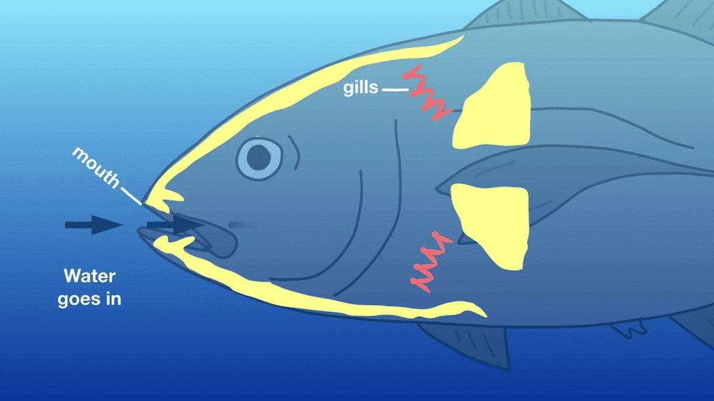 Short Answer Questions : Animals: Feeding Habits | Science for Class 3