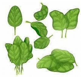 Q1: Multiple Choice Questions (MCQs).