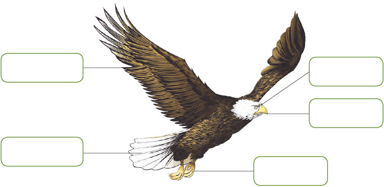Class 3 Science - Birds Food and More - CBSE Worksheets