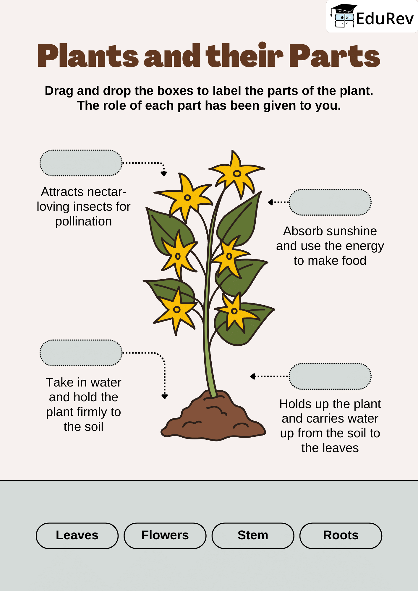 Visual Worksheets: Parts of Plants | Science for Class 3