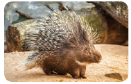 Porcupine with spines