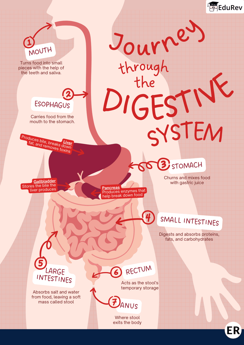 Learning Poster: Journey of Food in Body | Science for Class 4