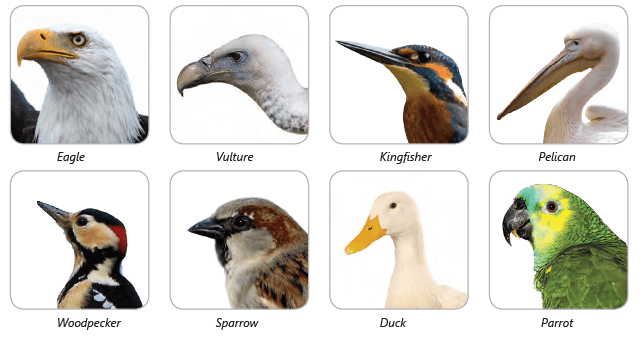 Birds: Food and More Class 3 Notes Science